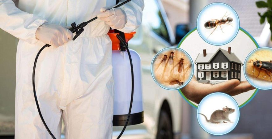 Sasalı Böcek İlaçlama