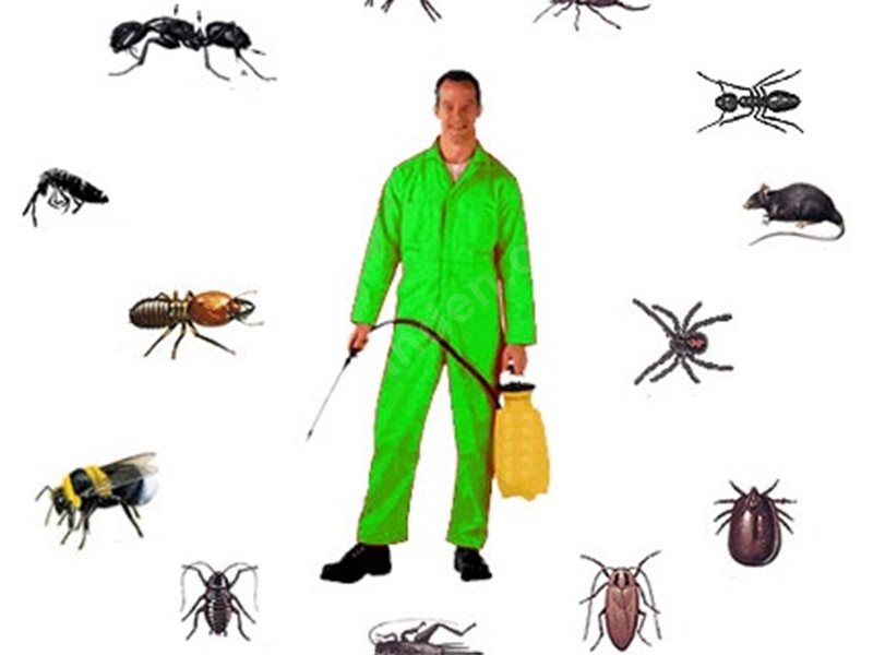 Sasalı Böcek İlaçlama